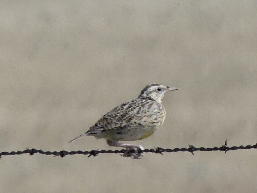Western Meadowlark - ML641731591