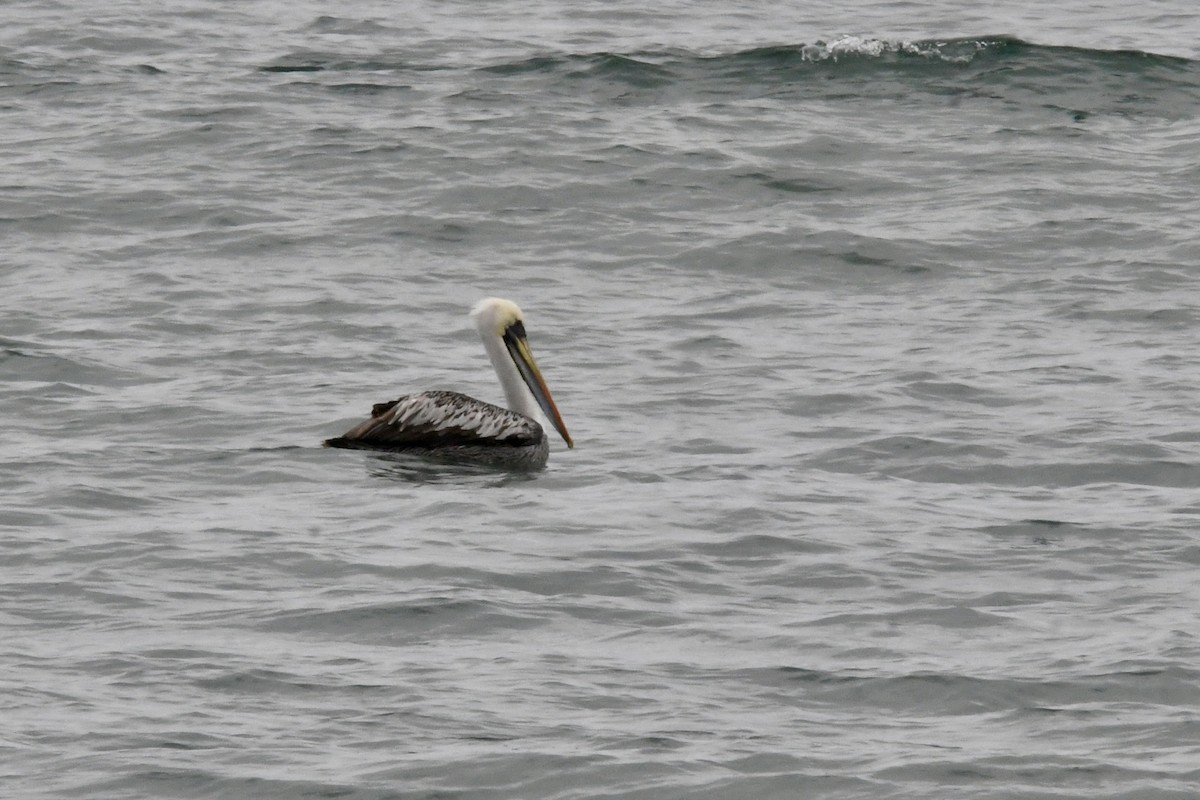 Peruvian Pelican - ML641731598