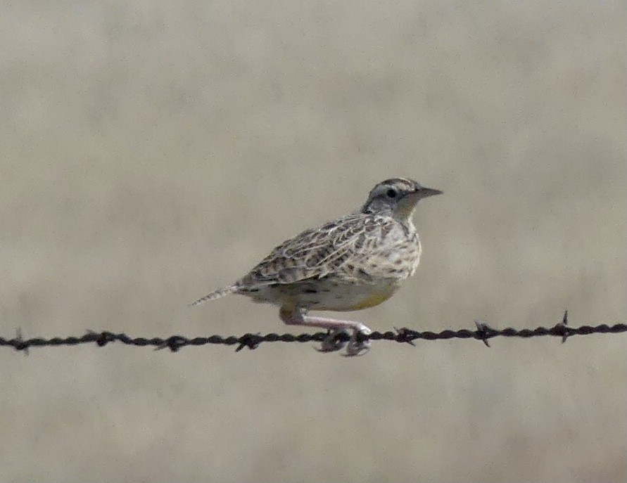Western Meadowlark - ML641731602