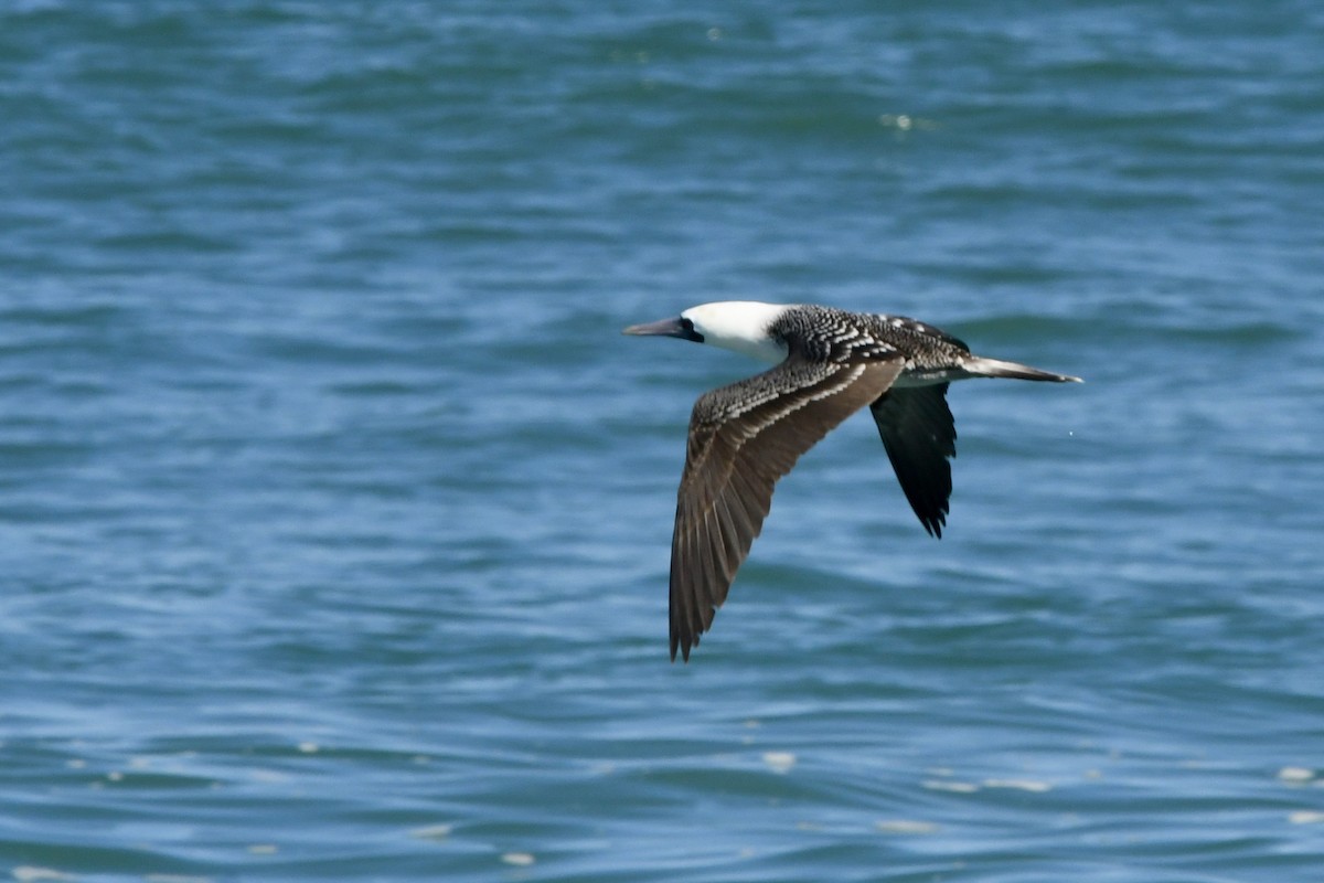 Peruvian Booby - ML641731653