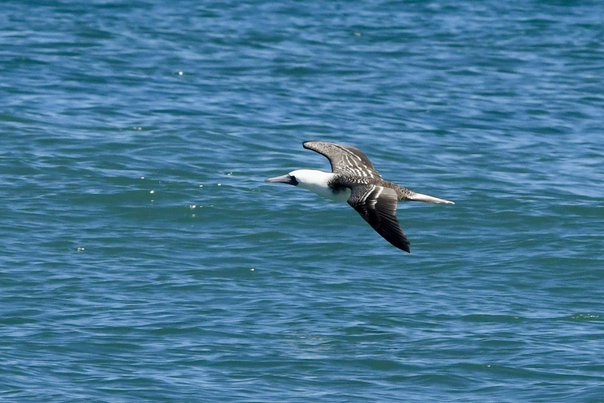 Peruvian Booby - ML641731654