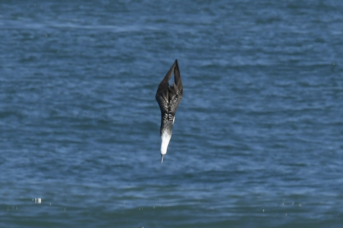 Peruvian Booby - ML641731655