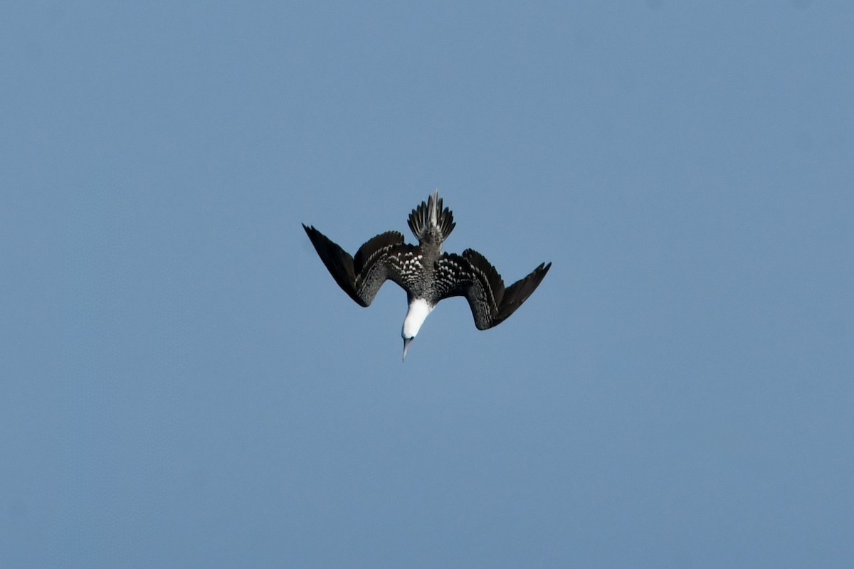 Peruvian Booby - ML641731657