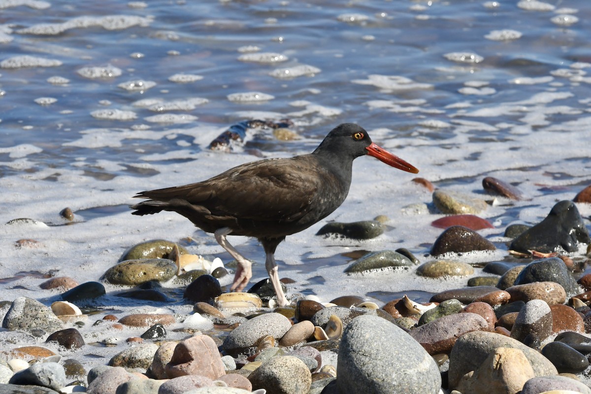 Blackish Oystercatcher - ML641731661