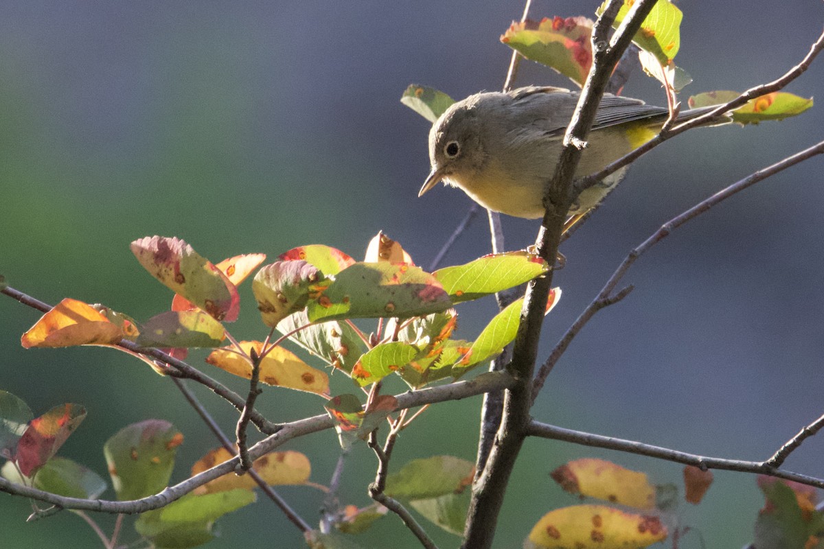 pinjeparula - ML641731666