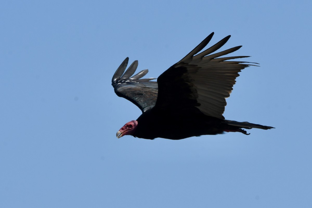 Turkey Vulture - ML641731672