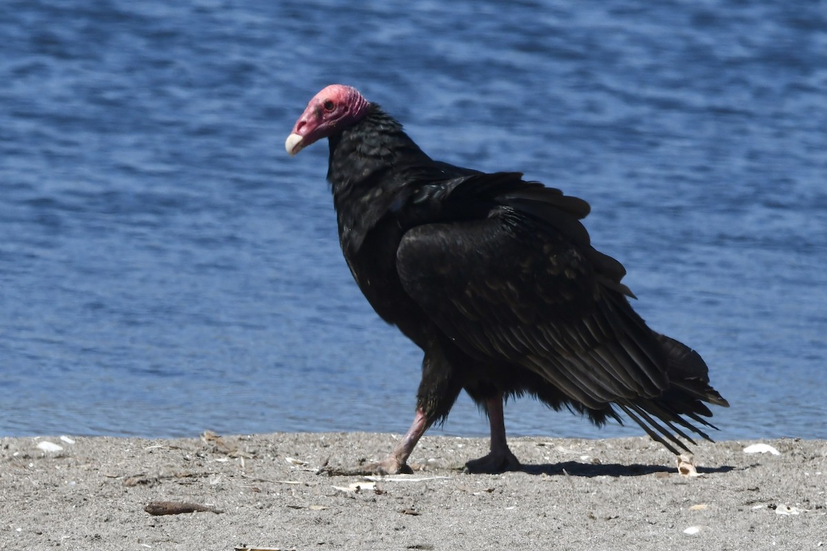 Turkey Vulture - ML641731673