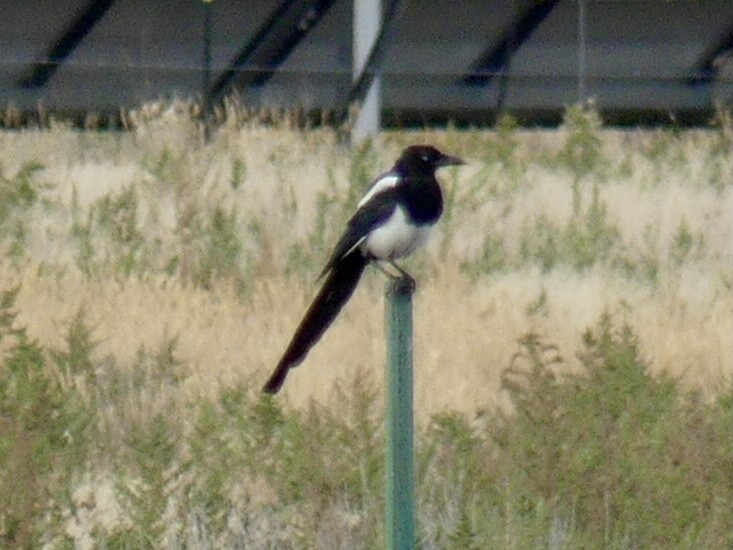 Black-billed Magpie - ML641731675