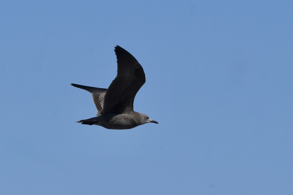 Gray Gull - ML641731678