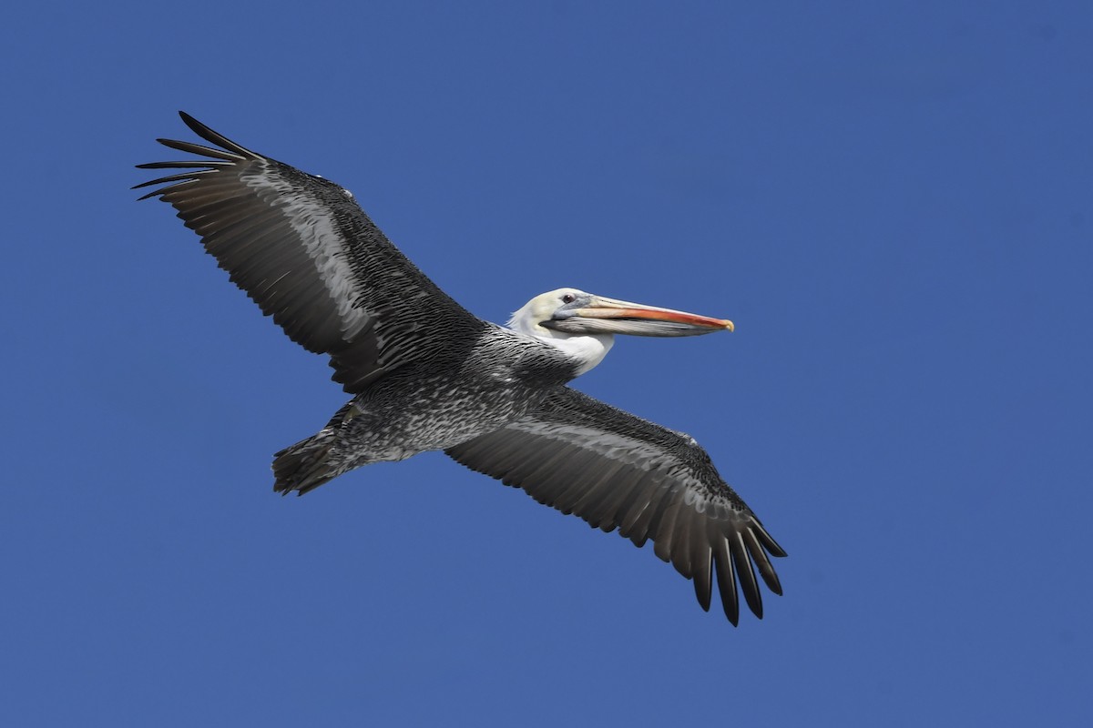 Peruvian Pelican - ML641731679