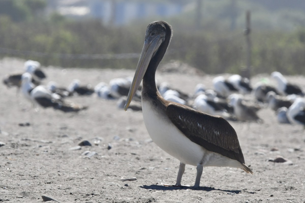 Peruvian Pelican - ML641731680
