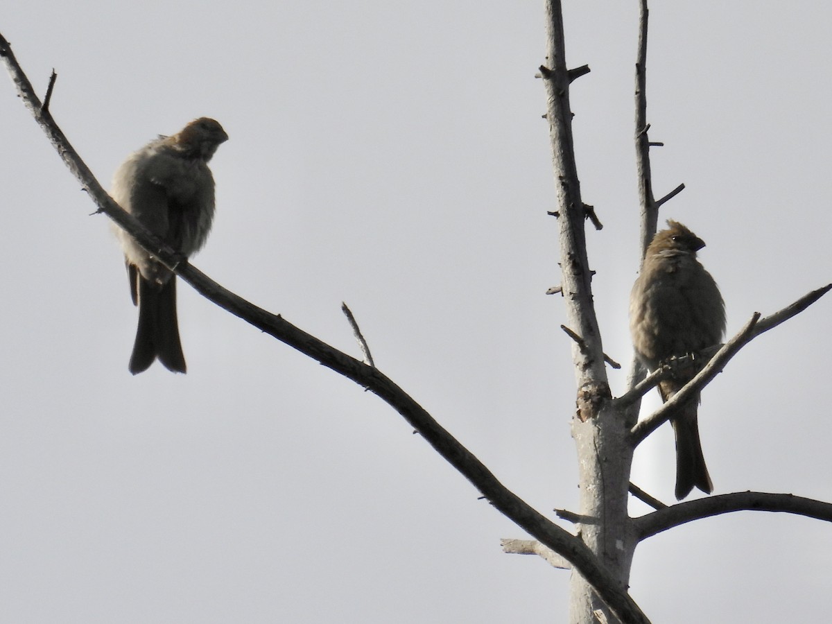 Pine Grosbeak - ML641731696