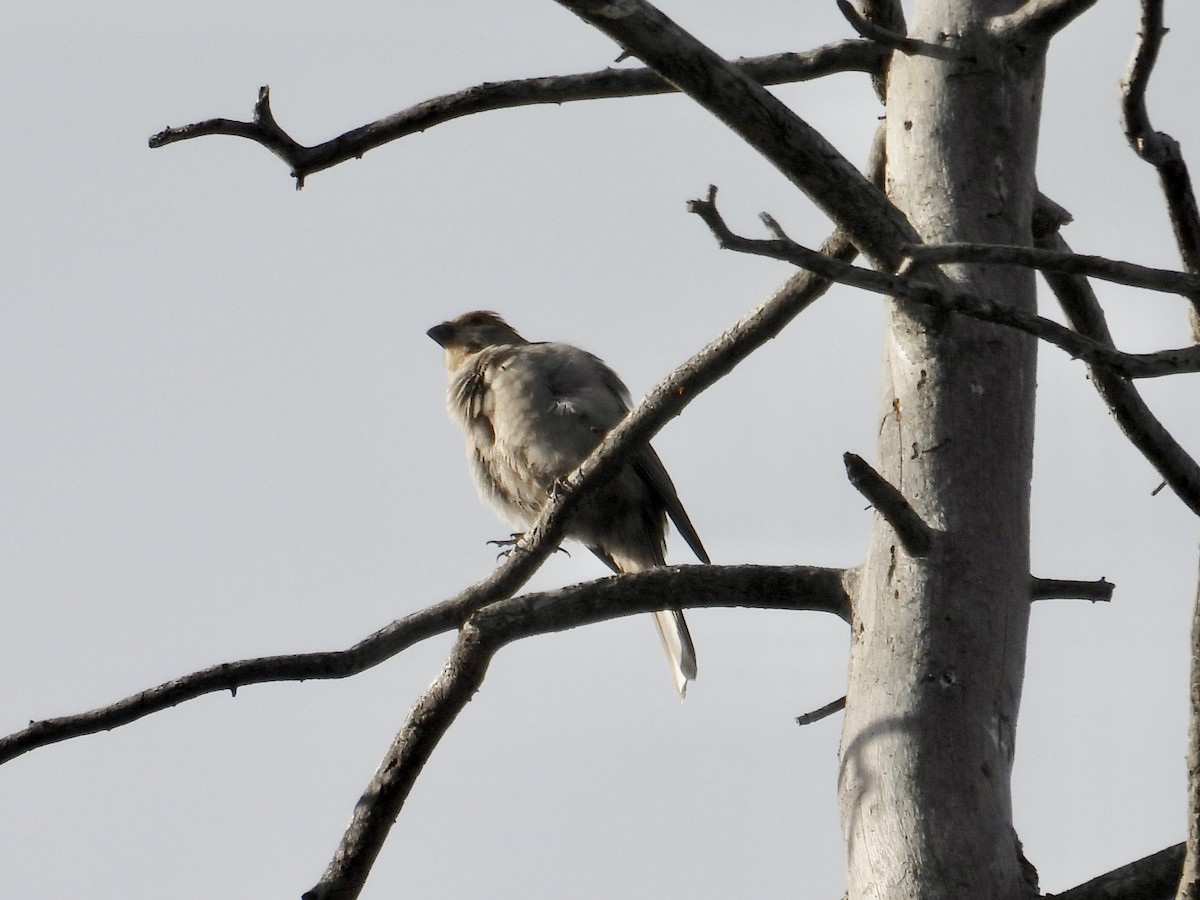 Pine Grosbeak - ML641731697