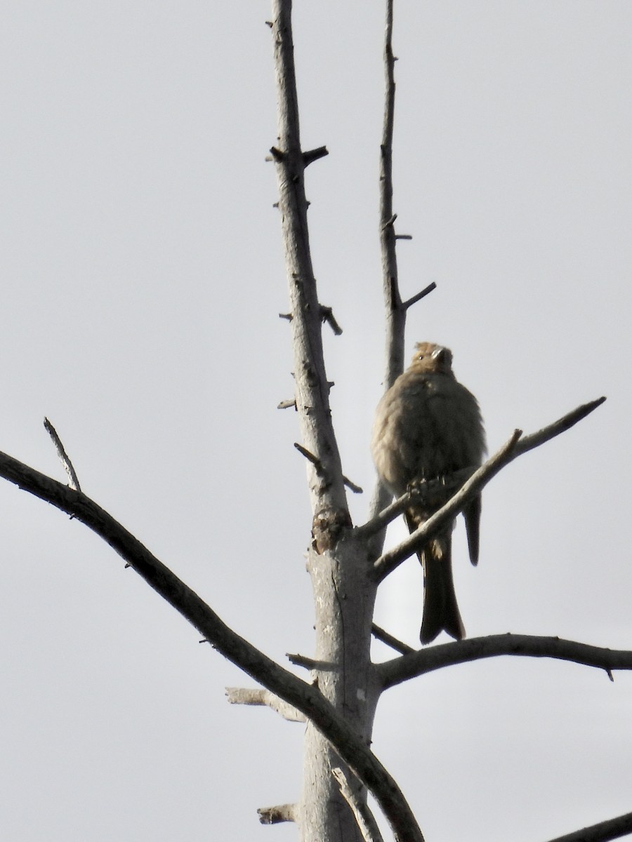 Pine Grosbeak - ML641731698