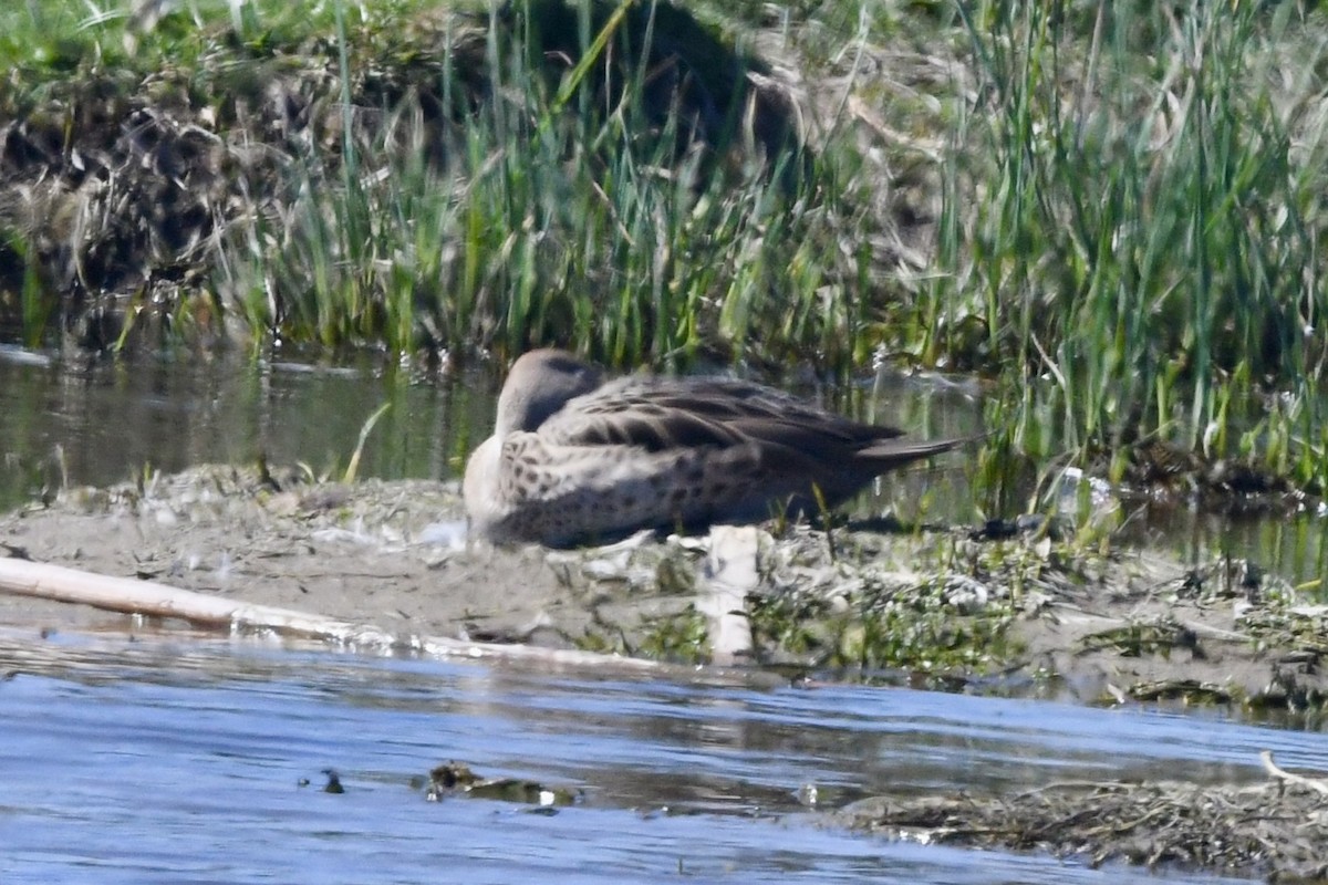 Yellow-billed Pintail - ML641731700