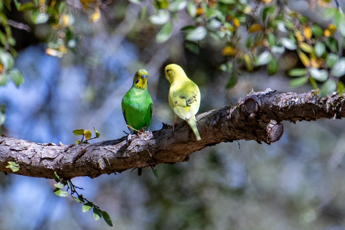 Budgerigar (Domestic type) - ML641731707