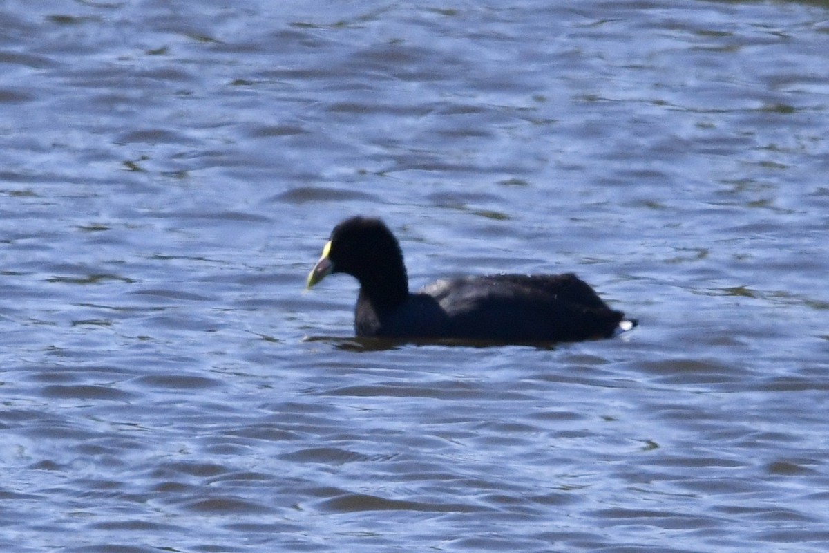White-winged Coot - ML641731712