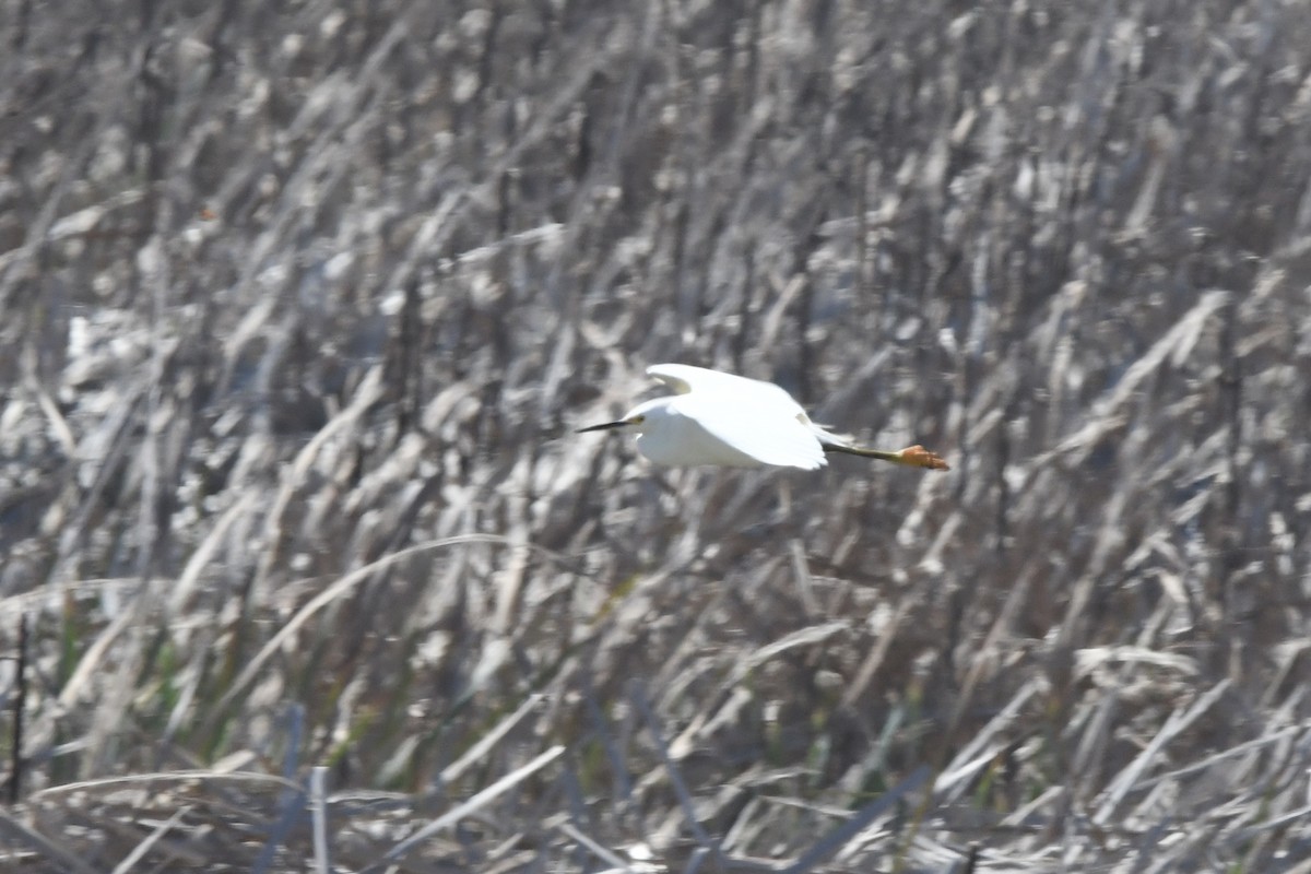 Snowy Egret - ML641731716