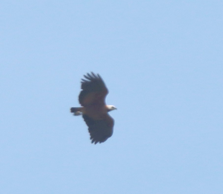 Black-collared Hawk - ML641731721
