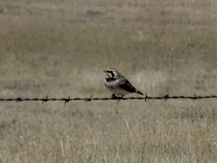 Horned Lark - ML641731744