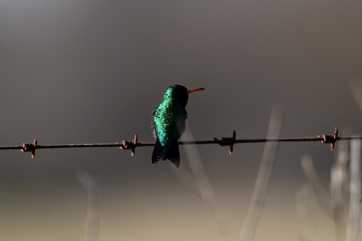 Glittering-bellied Emerald - ML641731749