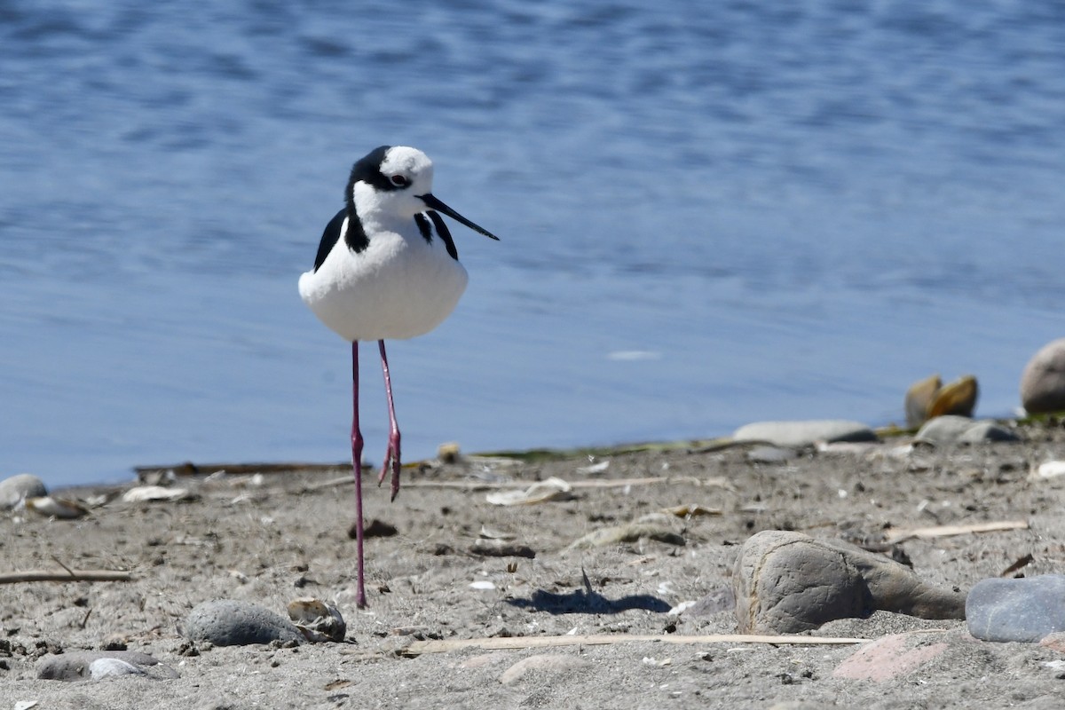 Black-necked Stilt - ML641731763