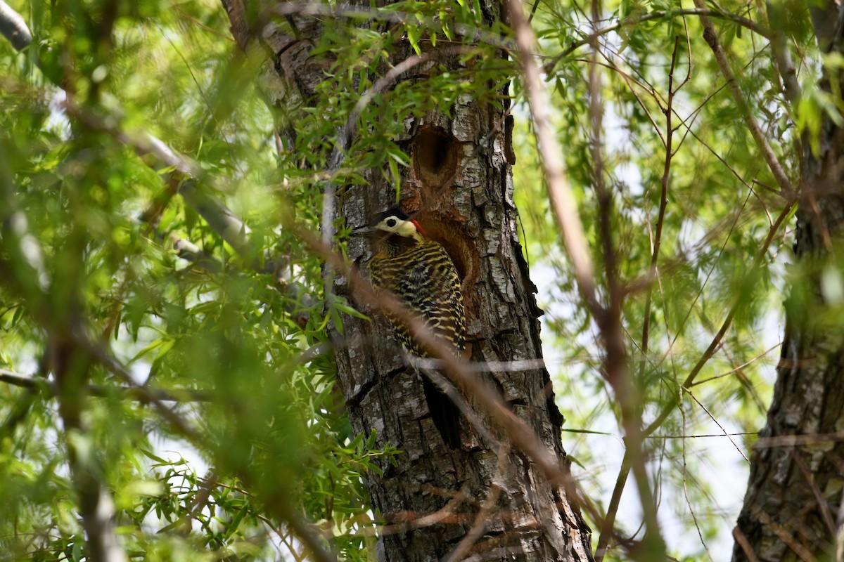 Green-barred Woodpecker - ML641731769
