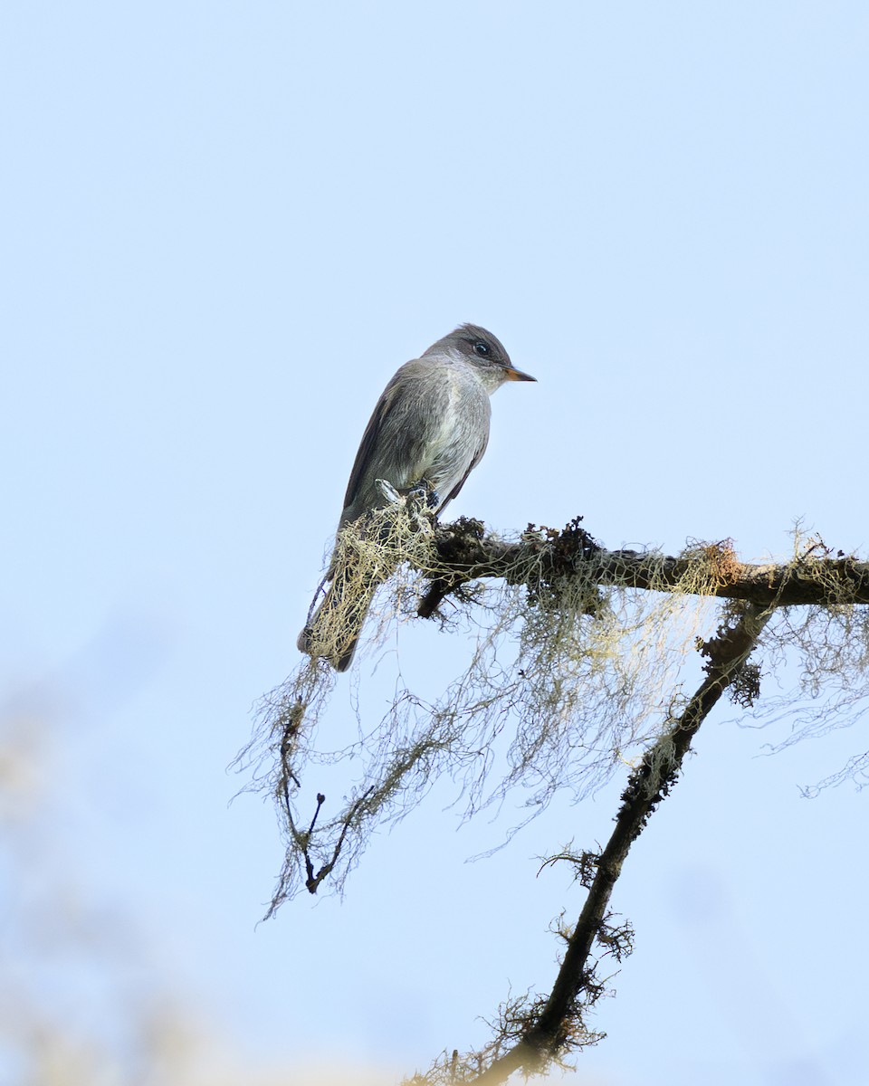 Western Wood-Pewee - ML641731777