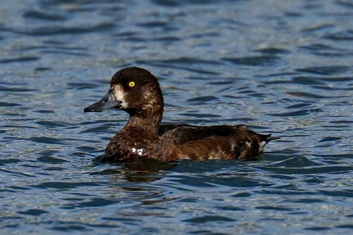 Greater Scaup - ML641731780