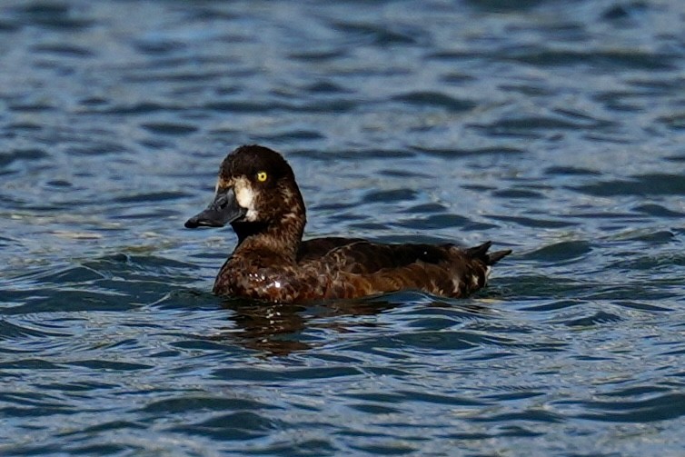Greater Scaup - ML641731781