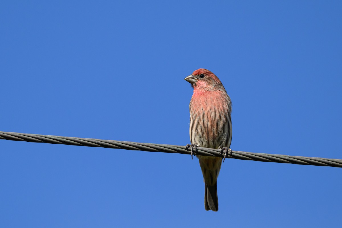 House Finch - ML641731788