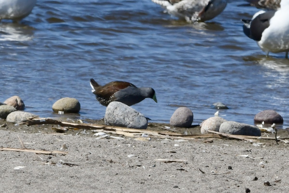 Spot-flanked Gallinule - ML641731792