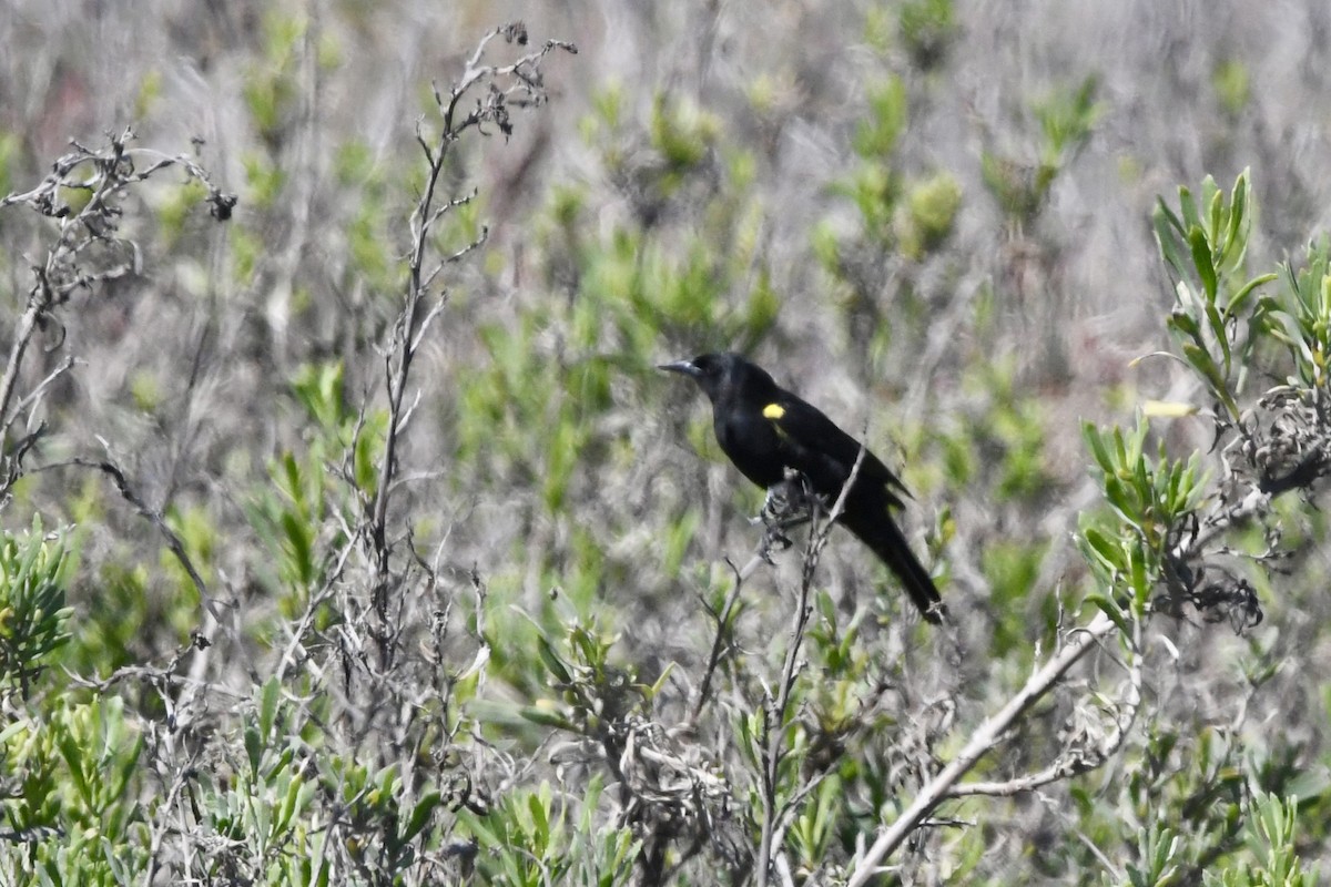 Yellow-winged Blackbird - ML641731795