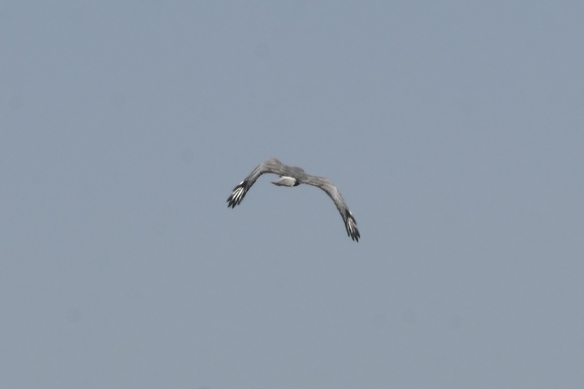 Cinereous Harrier - ML641731796