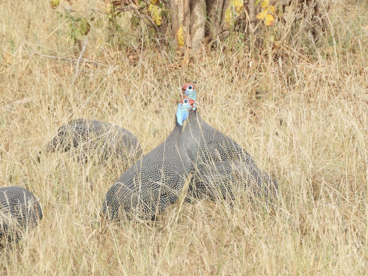 Helmeted Guineafowl - ML641731797