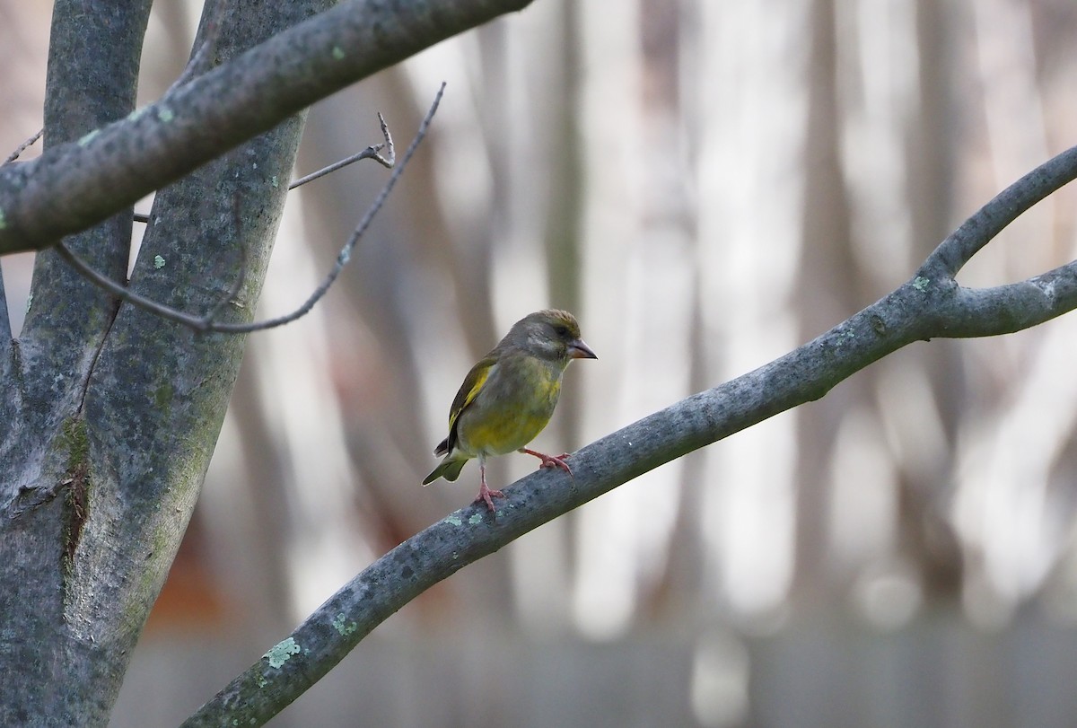 European Greenfinch - ML641731798