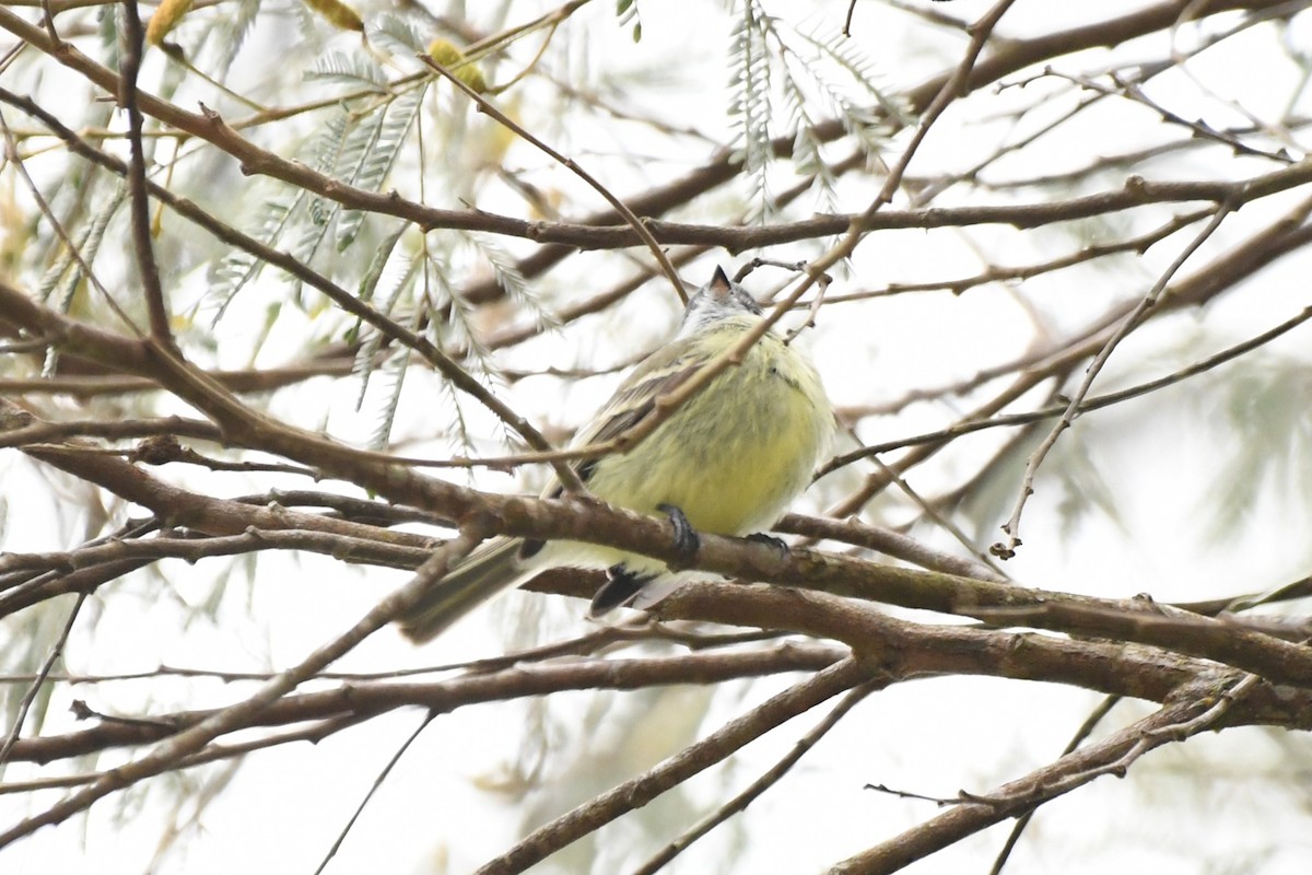 Rough-legged Tyrannulet - ML641731811