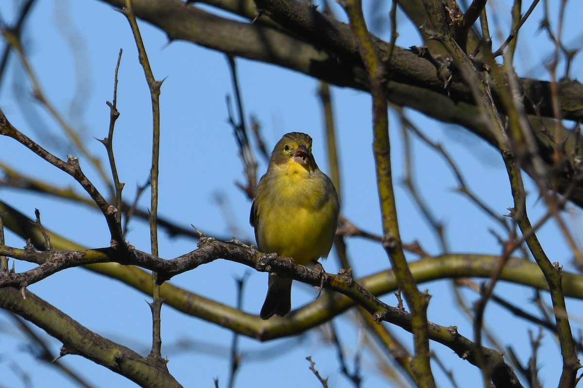 Grassland Yellow-Finch - ML641731814