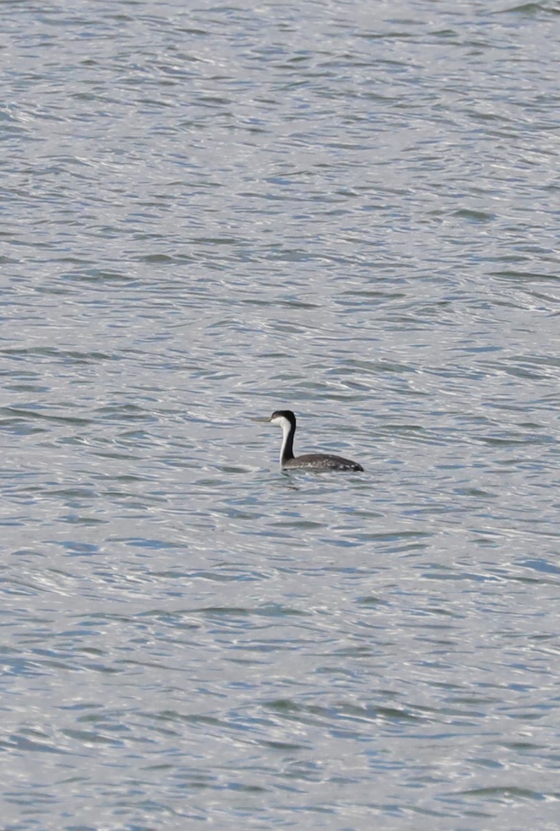 Western Grebe - ML641731847