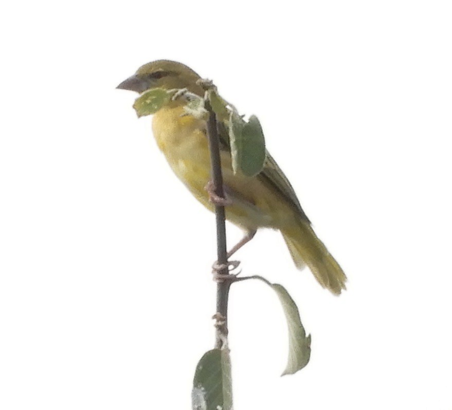 Holub's Golden-Weaver - ML641731851