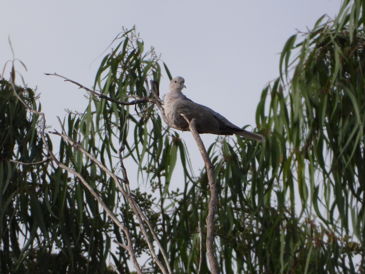 Eurasian Collared-Dove - ML641731877