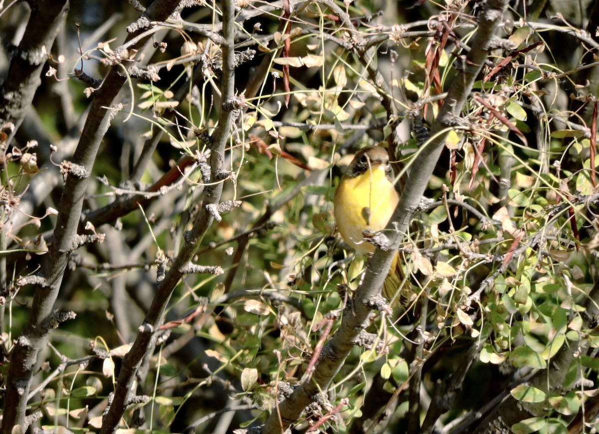Common Yellowthroat - ML641731879