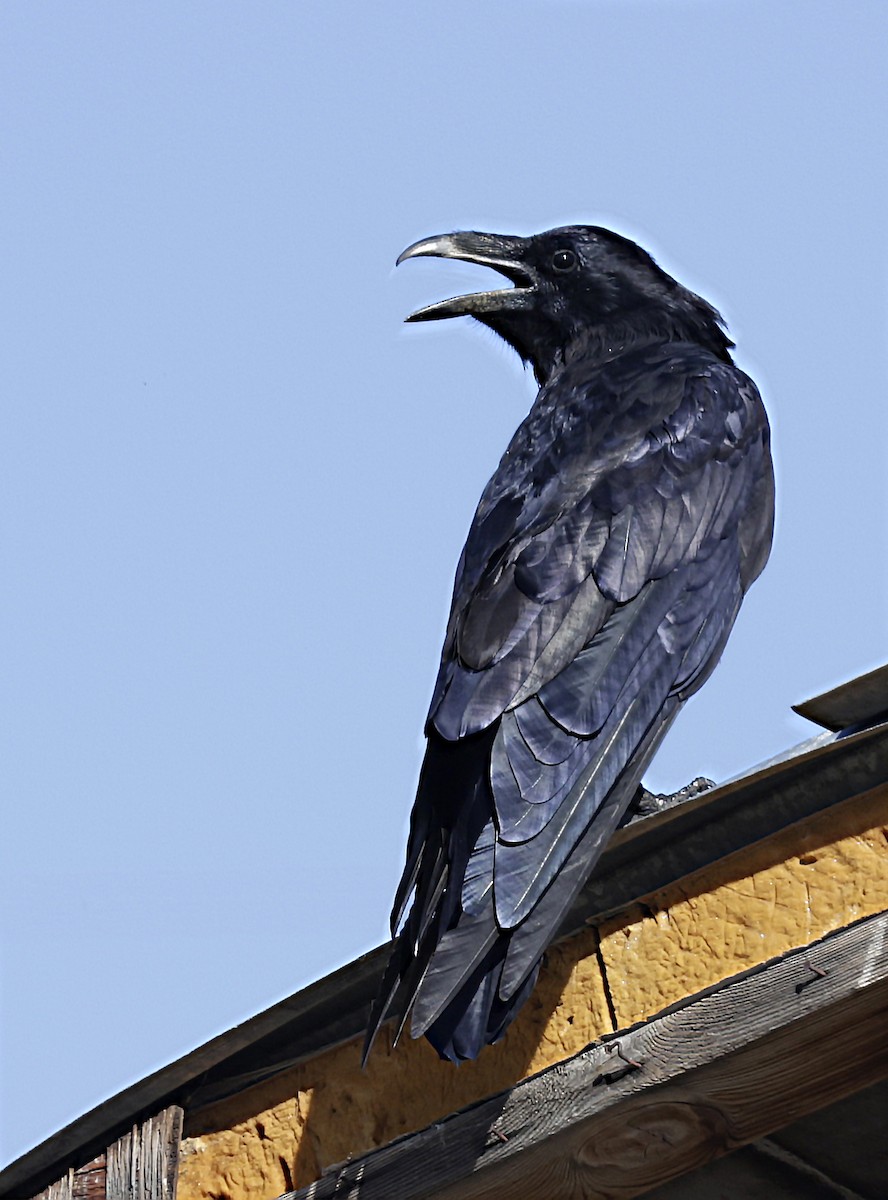 Common Raven - ML641731900