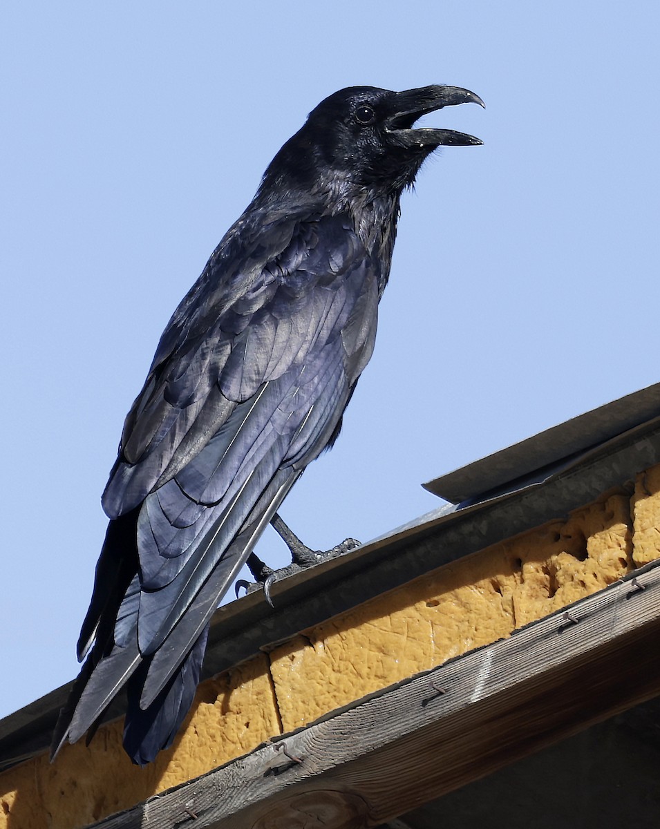 Common Raven - ML641731901