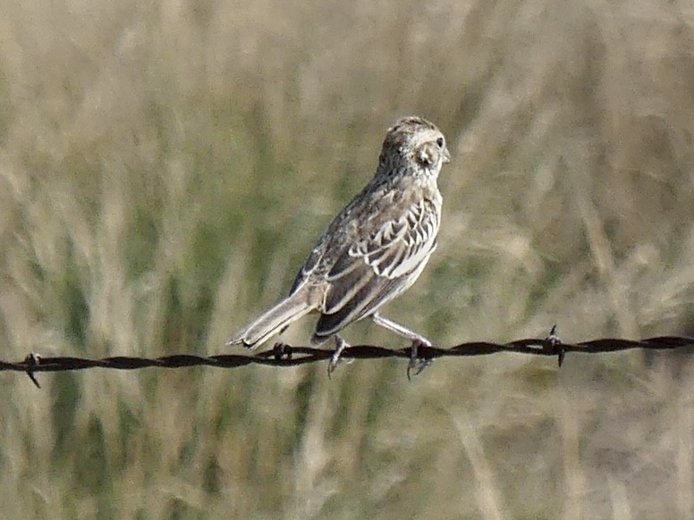 Lark Sparrow - ML641731939