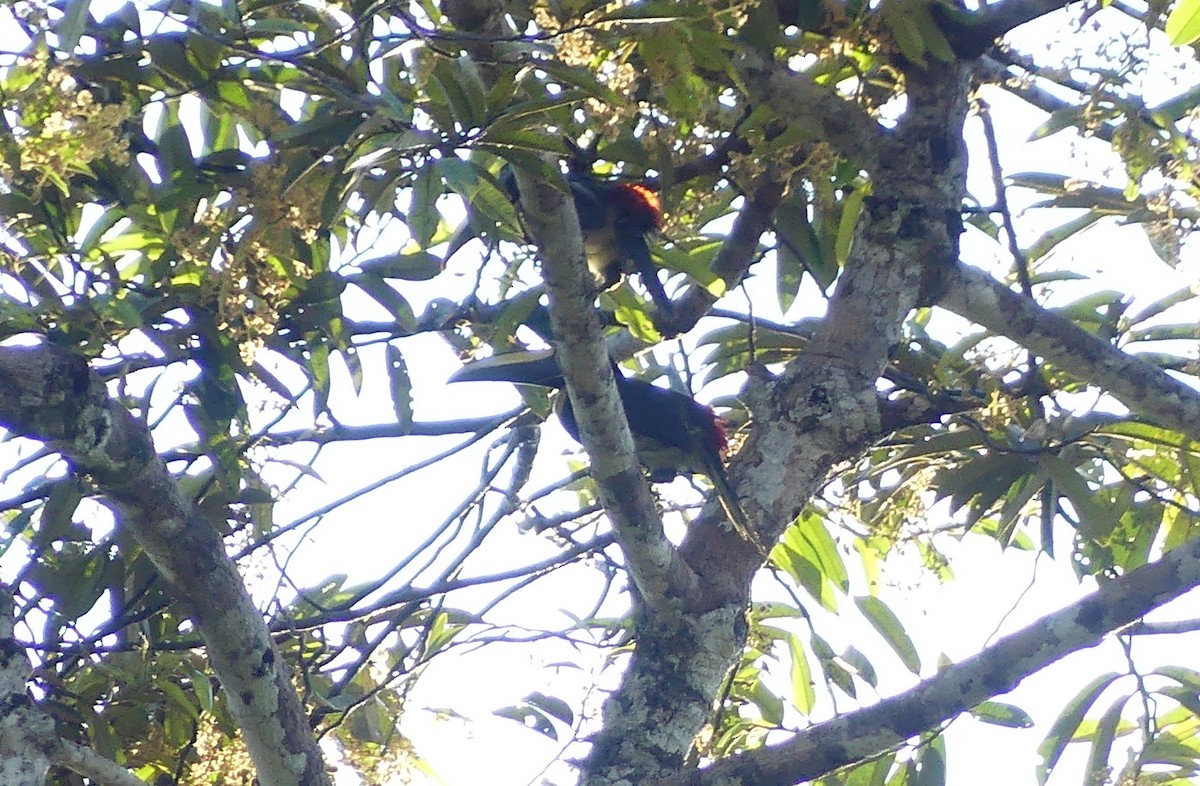Many-banded Aracari - ML641731944