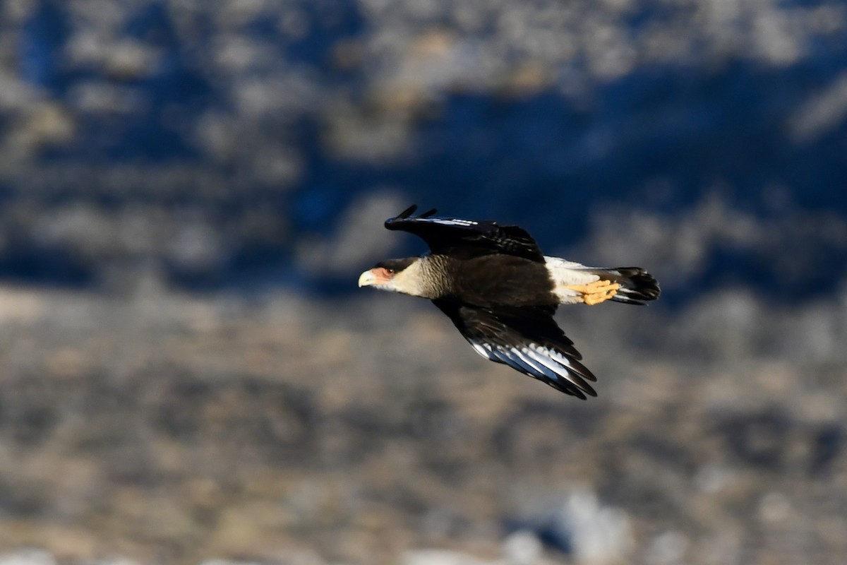 Crested Caracara - ML641731978