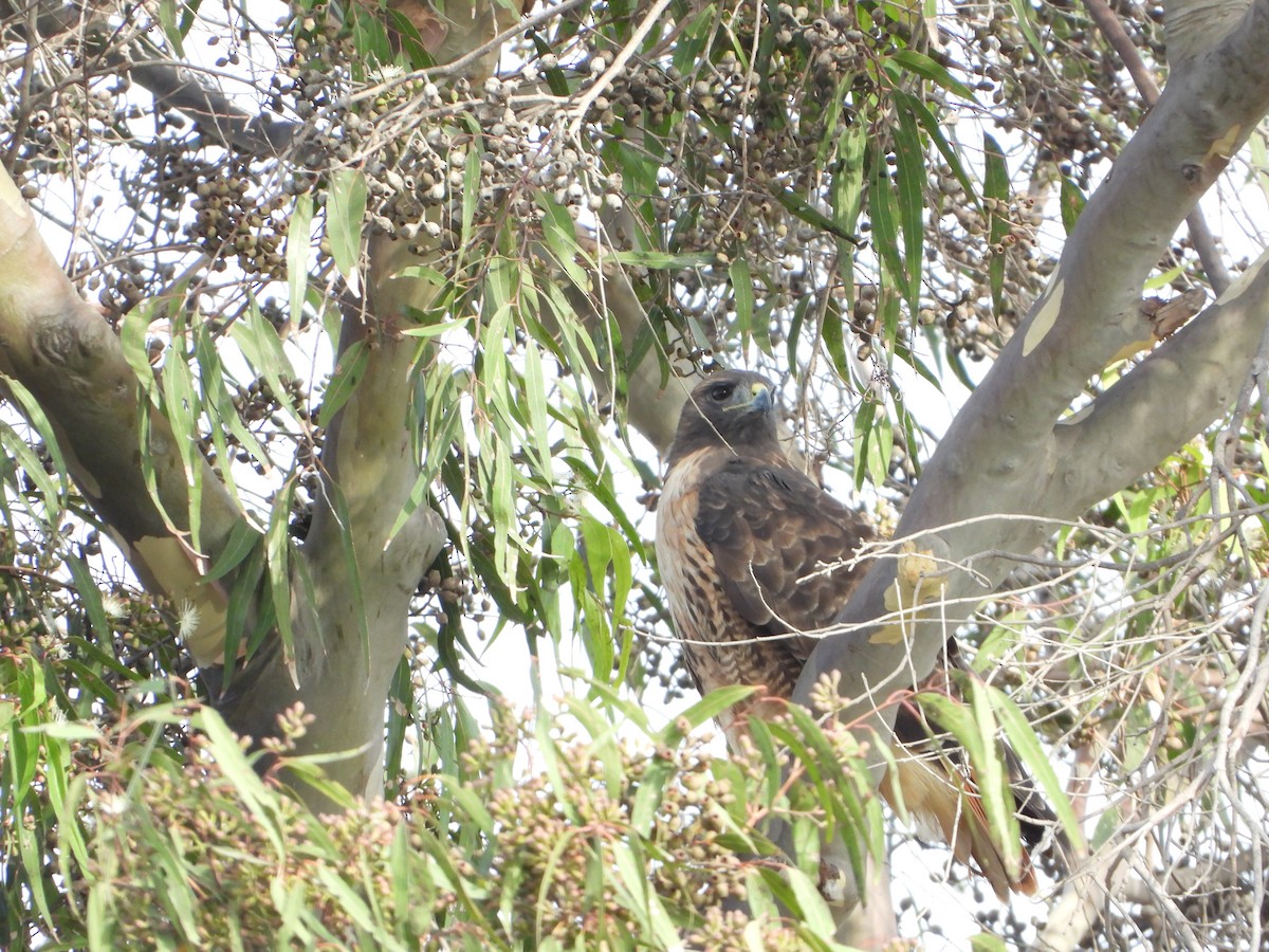 Red-tailed Hawk - ML641732042