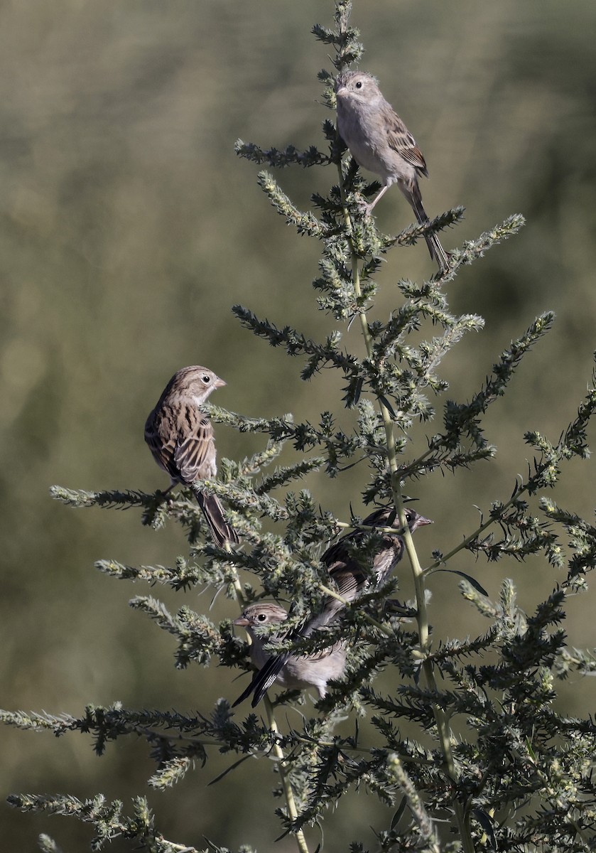 Brewer's Sparrow - ML641732081