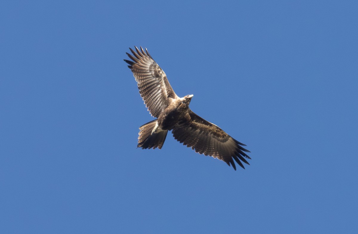 kilehaleørn - ML641732089
